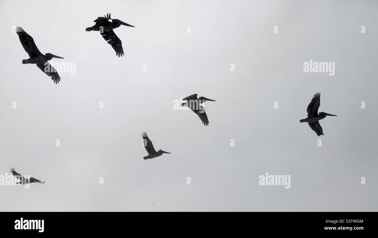 Silhouetted pelicans flying against a grey, cloudy sky - Smartphone Captured Stock Image
