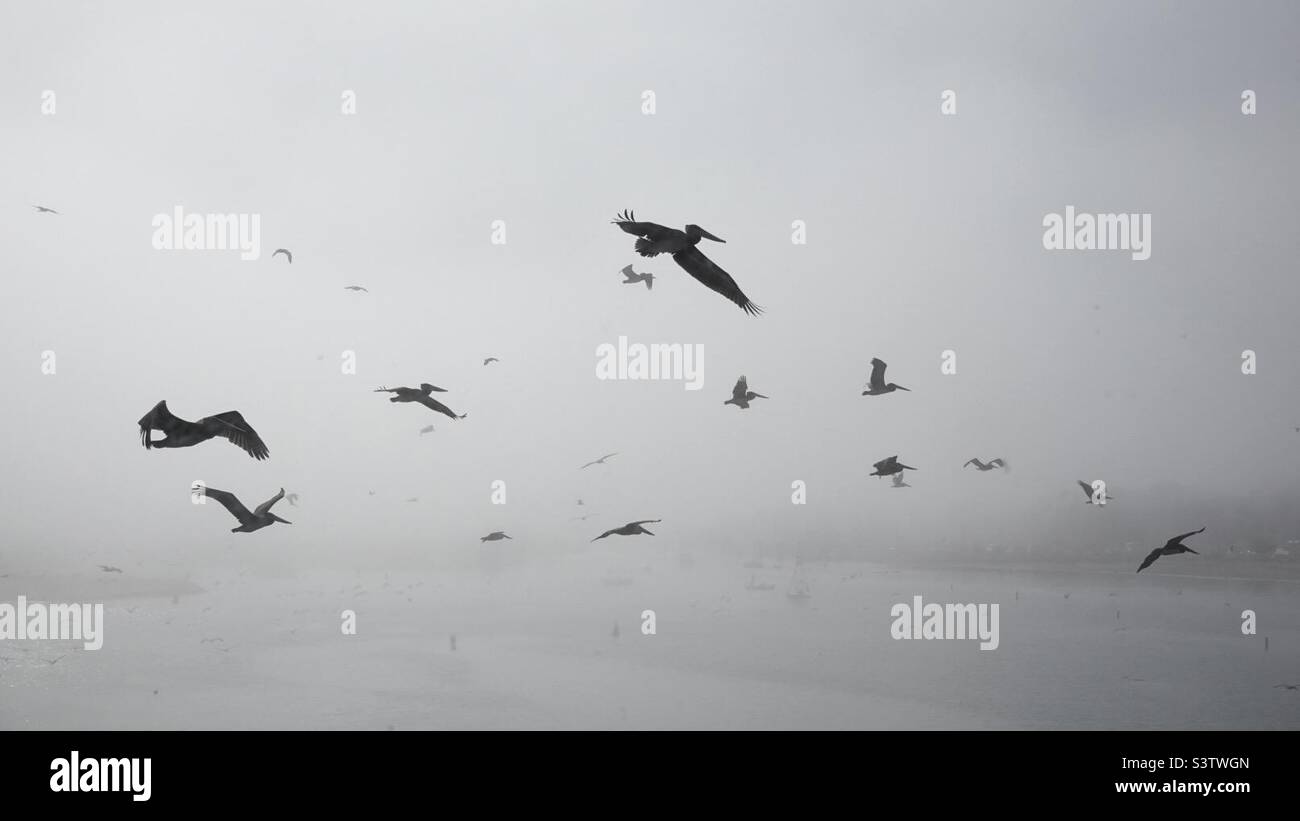 Lots of pelicans flying together over Pacific coast in Southern California. Boats and water barely visible in background with sea mist - Smartphone Captured Stock Image