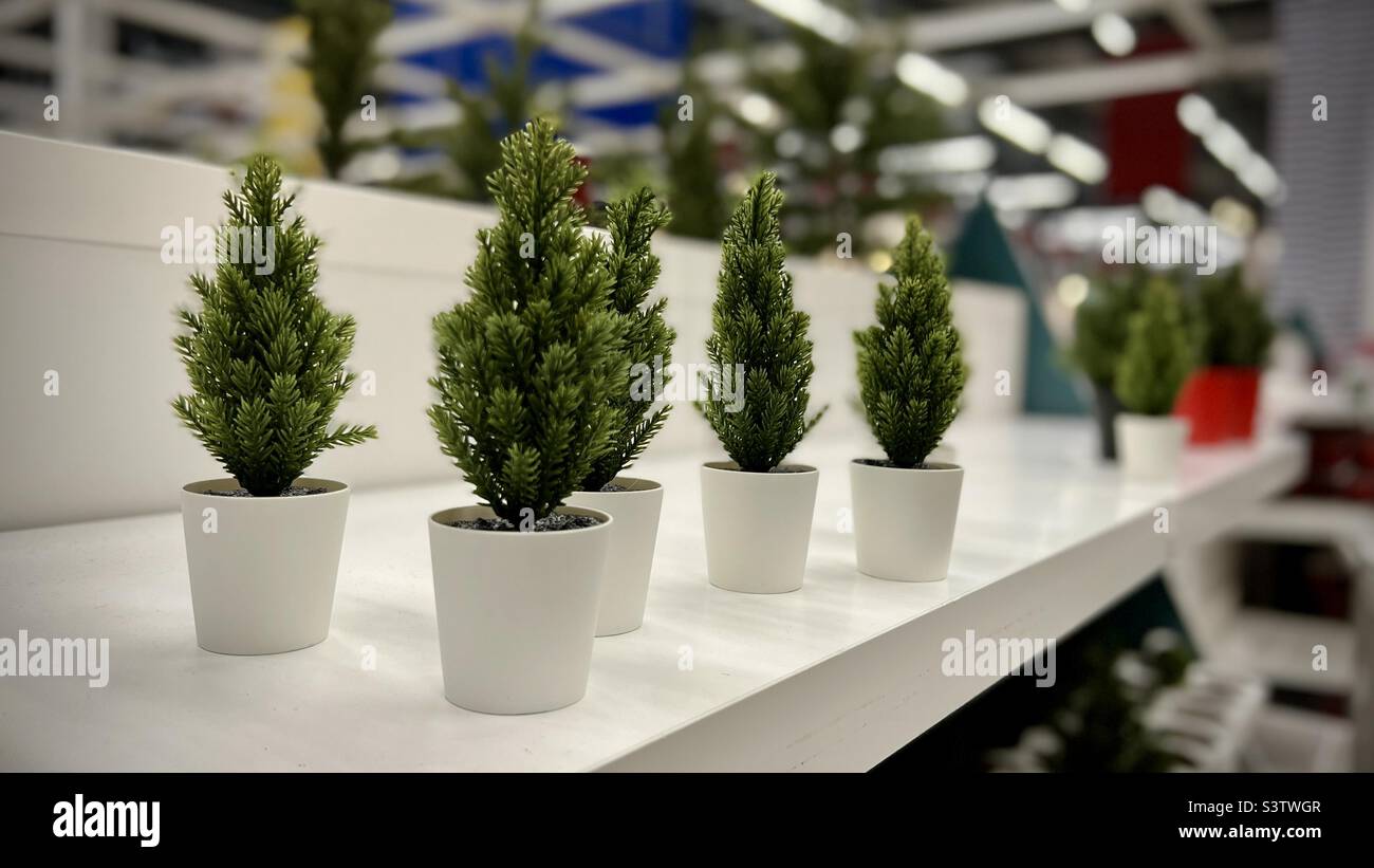 Tiny ornamental fir trees in little white, ceramic plant pots on a shelf in a store. Shallow focus with blurred background Stock Photo
