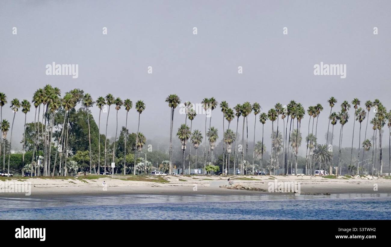 Sea mist hides mountains behind beach and palm trees in Santa Barbara, California. Close frontal view, color - Smartphone Captured Stock Image