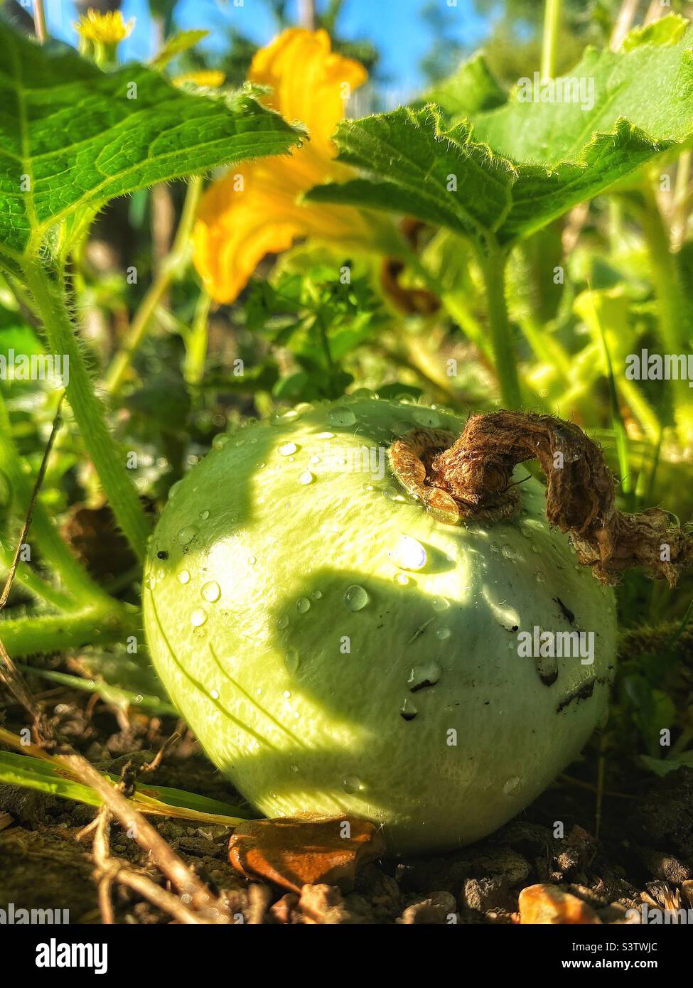 Round courgette and flower. Stock Photo