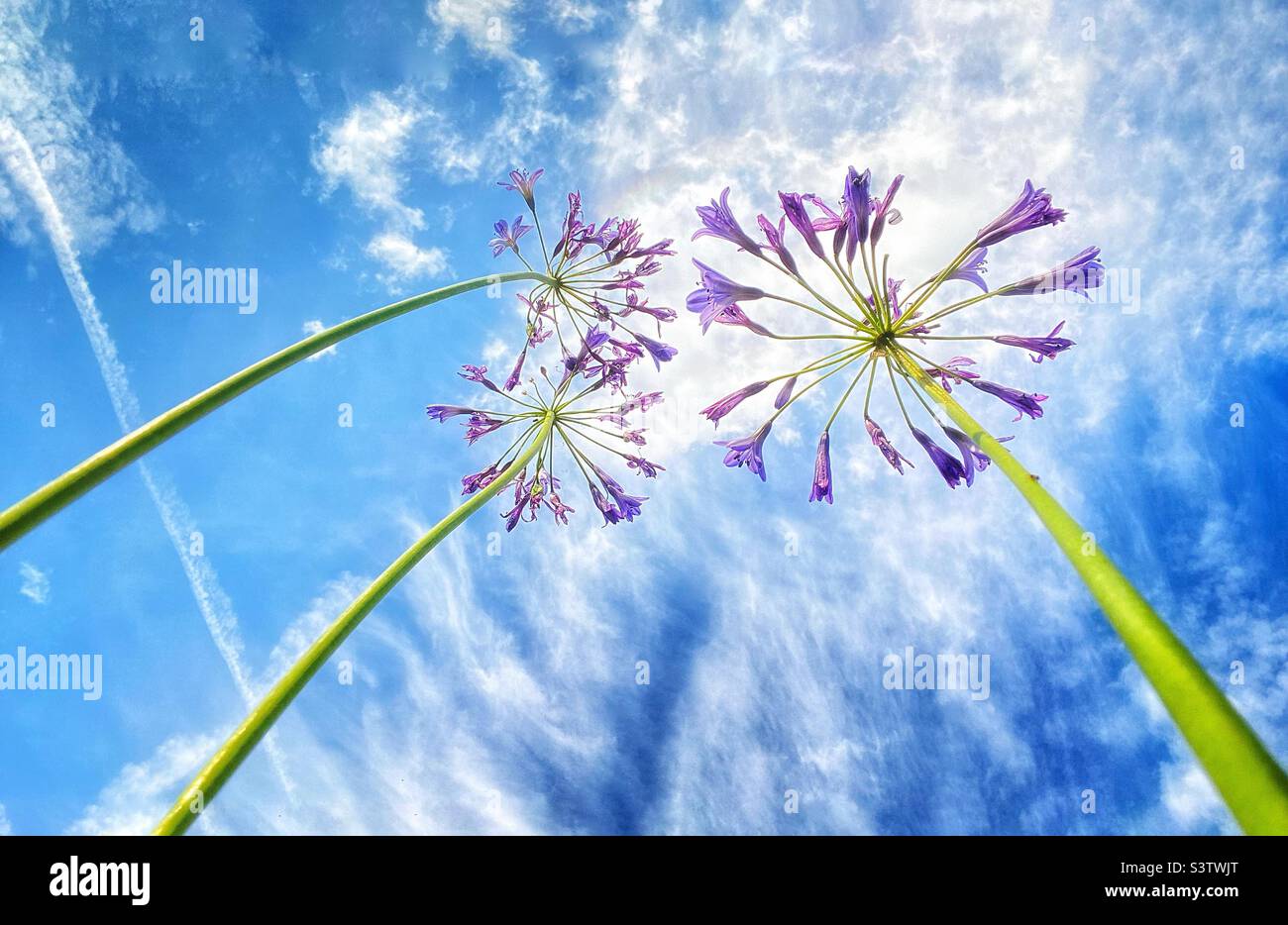Agapanthus flower from below. Stock Photo