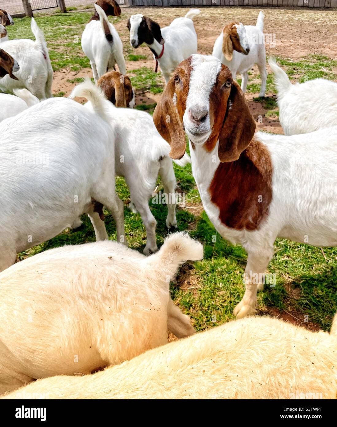 Boer goats in a farm paddock. - Smartphone Captured Stock Image