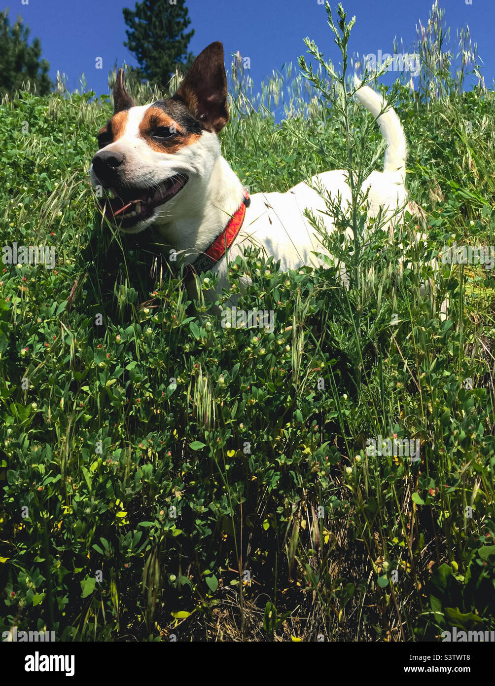 Low angle view of a smiling Jack Russell Terrier dog standing in tall wild grasses on a hillside on a sunny day Stock Photo