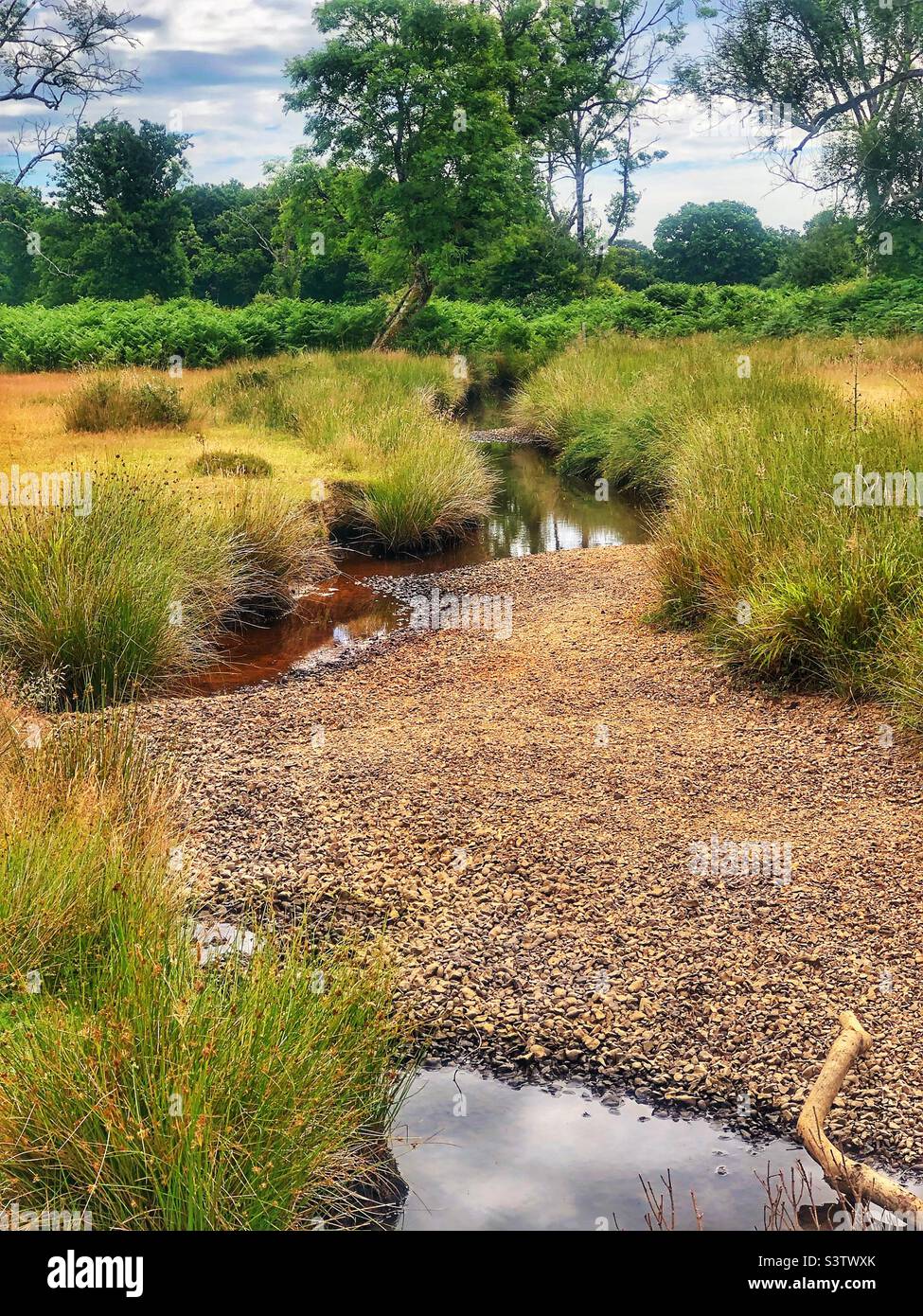 “Flechs Water” stream drying up in a drought exposing the stream bed, in the New Forest National Park Hampshire United Kingdom. July 2022 Stock Photo