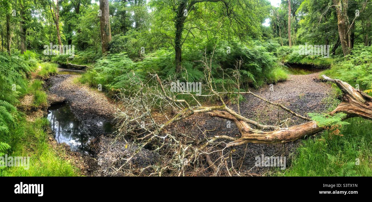 Fallen tree over “Flechs Water” stream which is drying up exposing the stream bed leaving shallow pools.  New Forest National Park Hampshire United Kingdom. July 2022 Stock Photo