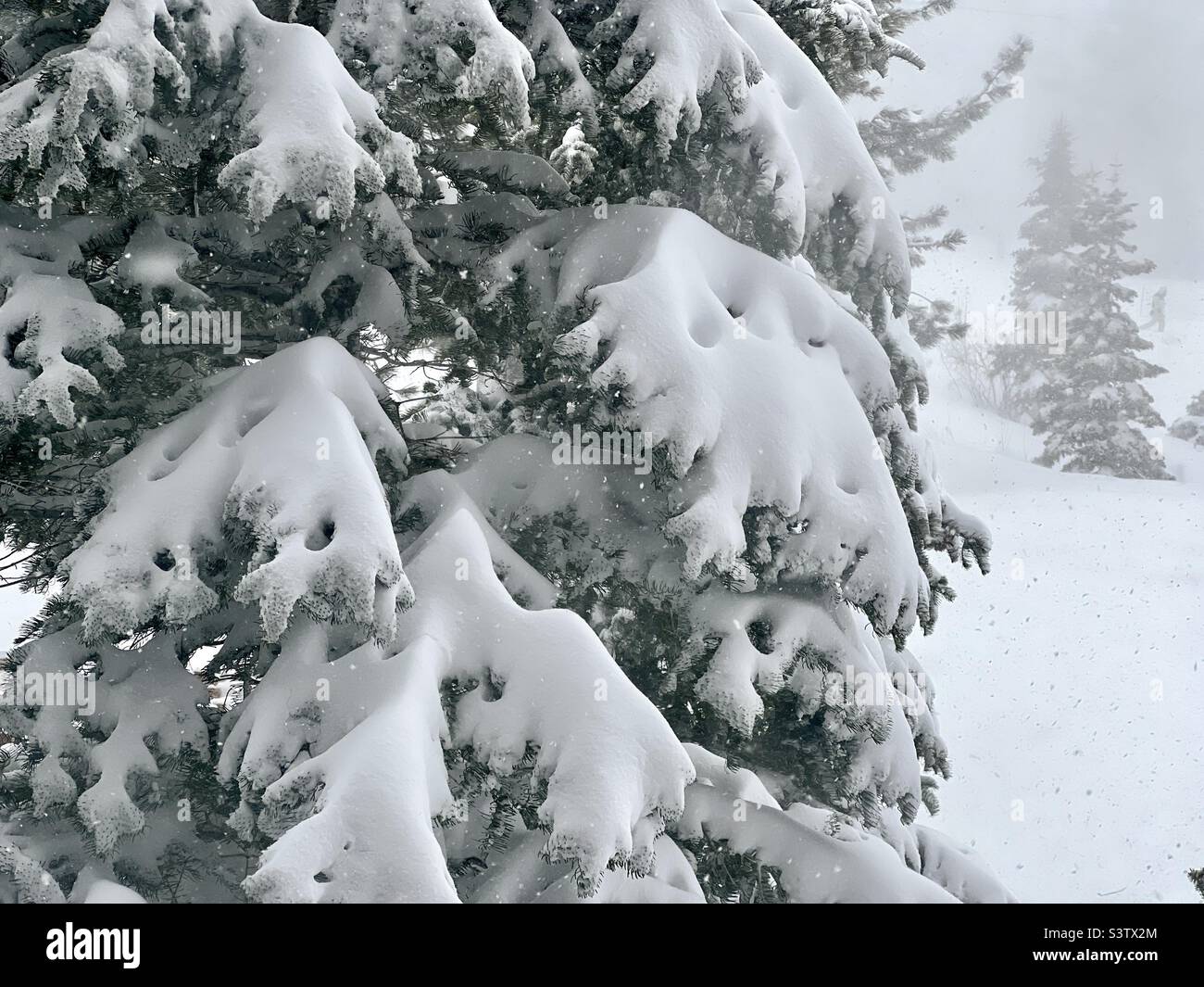View past a snow-covered pine tree with more snow falling on hill in background, winter landscape - Smartphone Captured Stock Image
