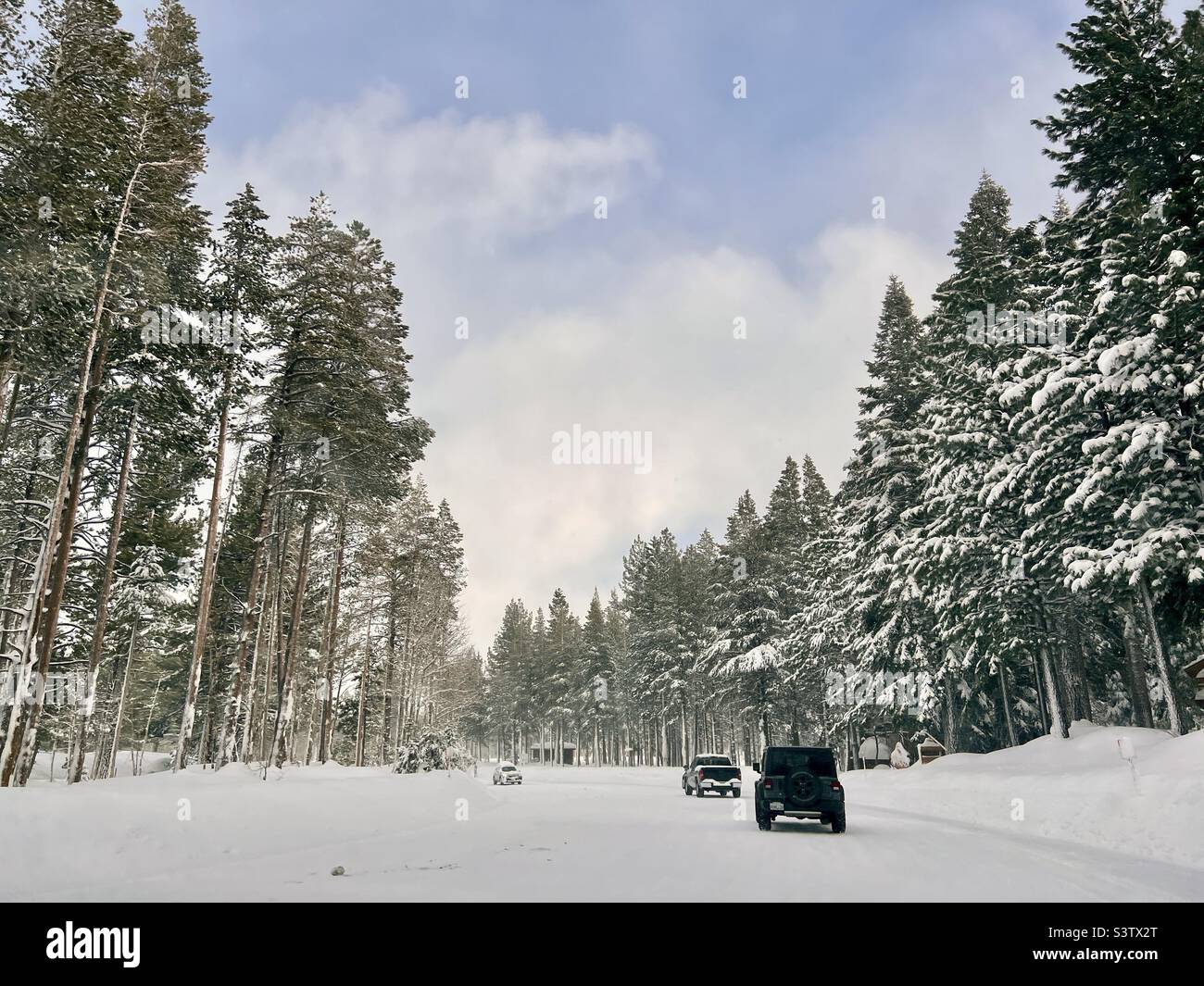 Cars driving on snow-covered road with tall pine trees on either side, at Mammoth Mountain, California Stock Photo
