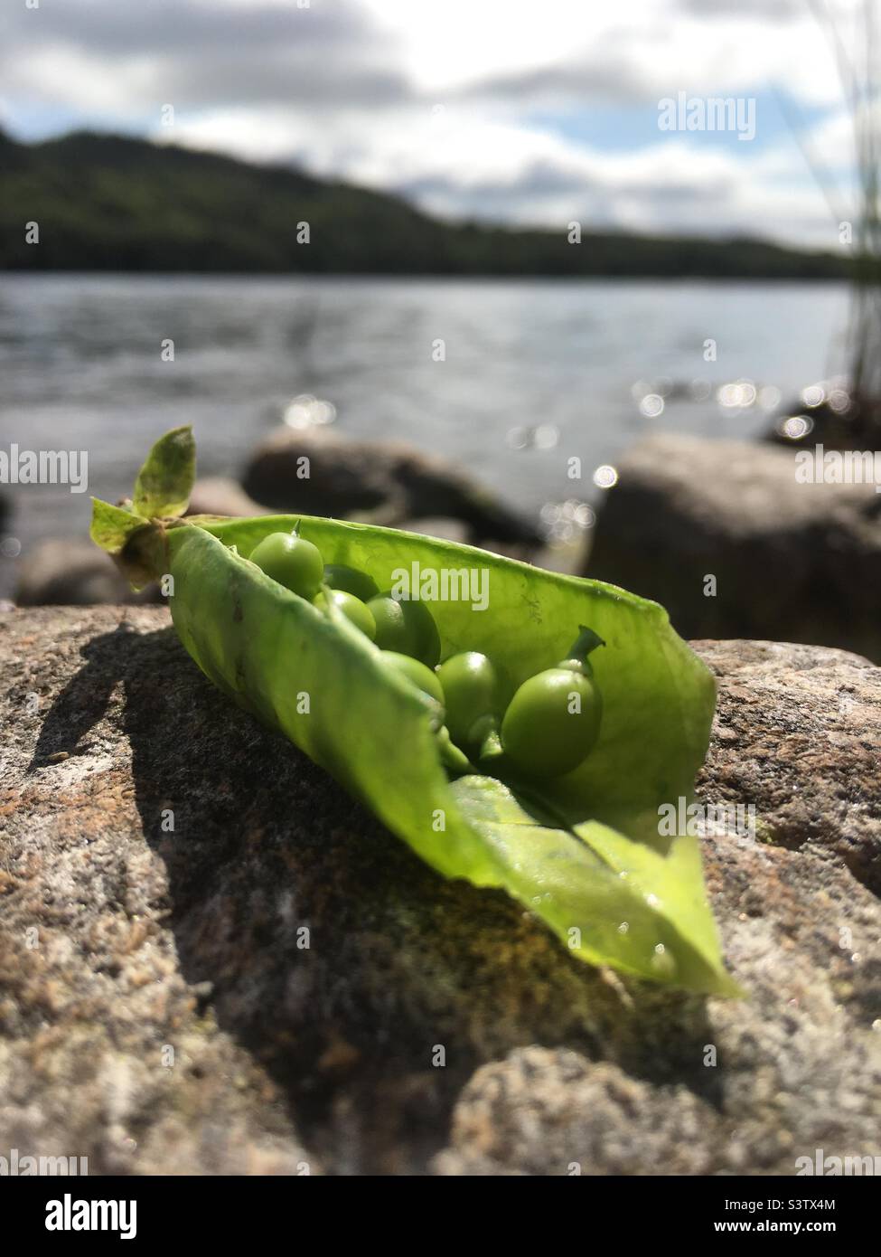Pea pod, green, lake, peas, trees, ricks, nature - Smartphone Captured Stock Image