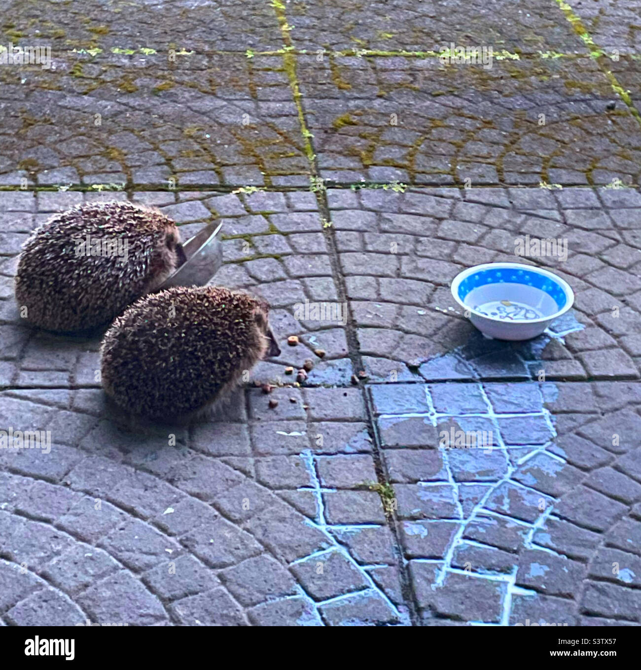 Two Hedgehogs Stock Photo