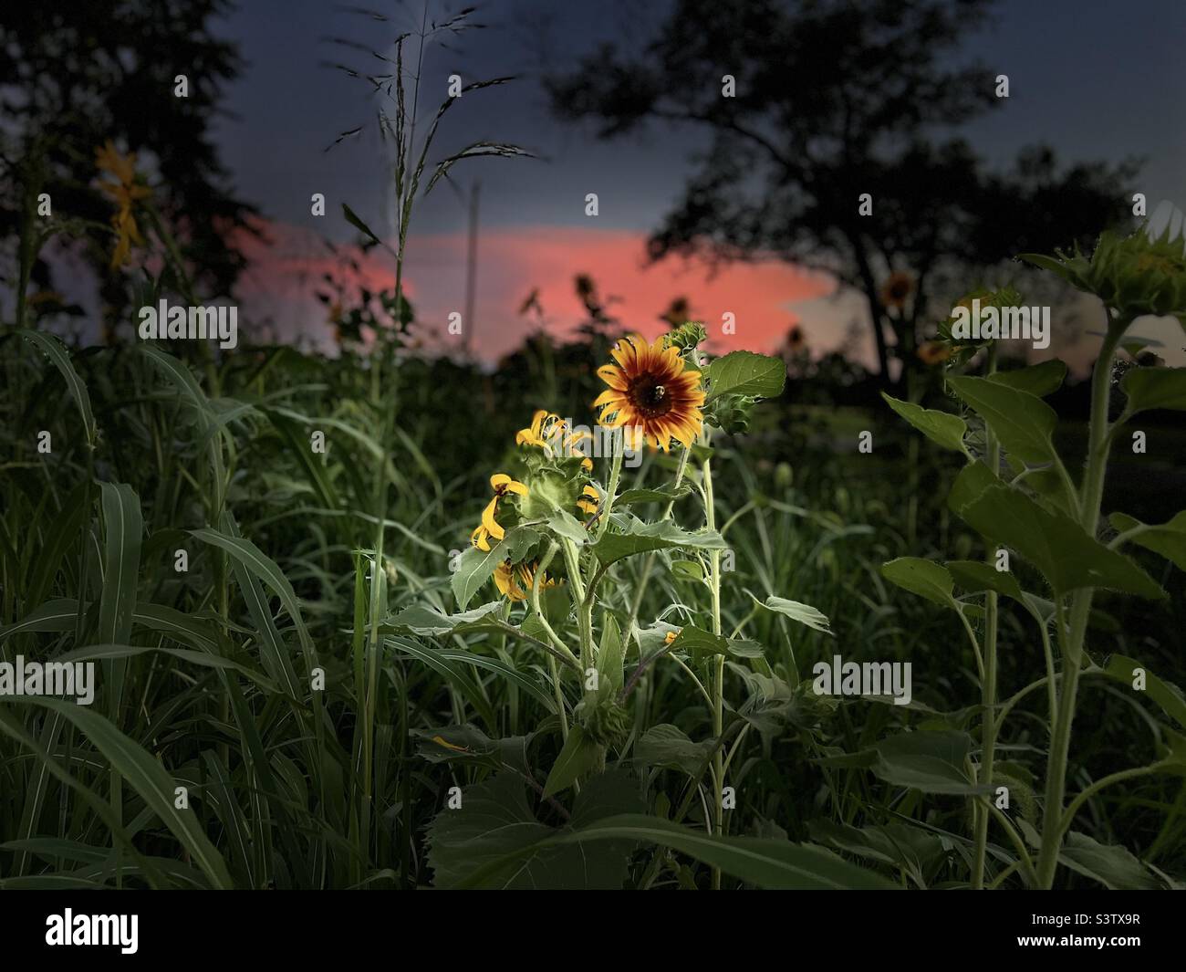 Family farm in Bowling Green Ky Stock Photo Alamy