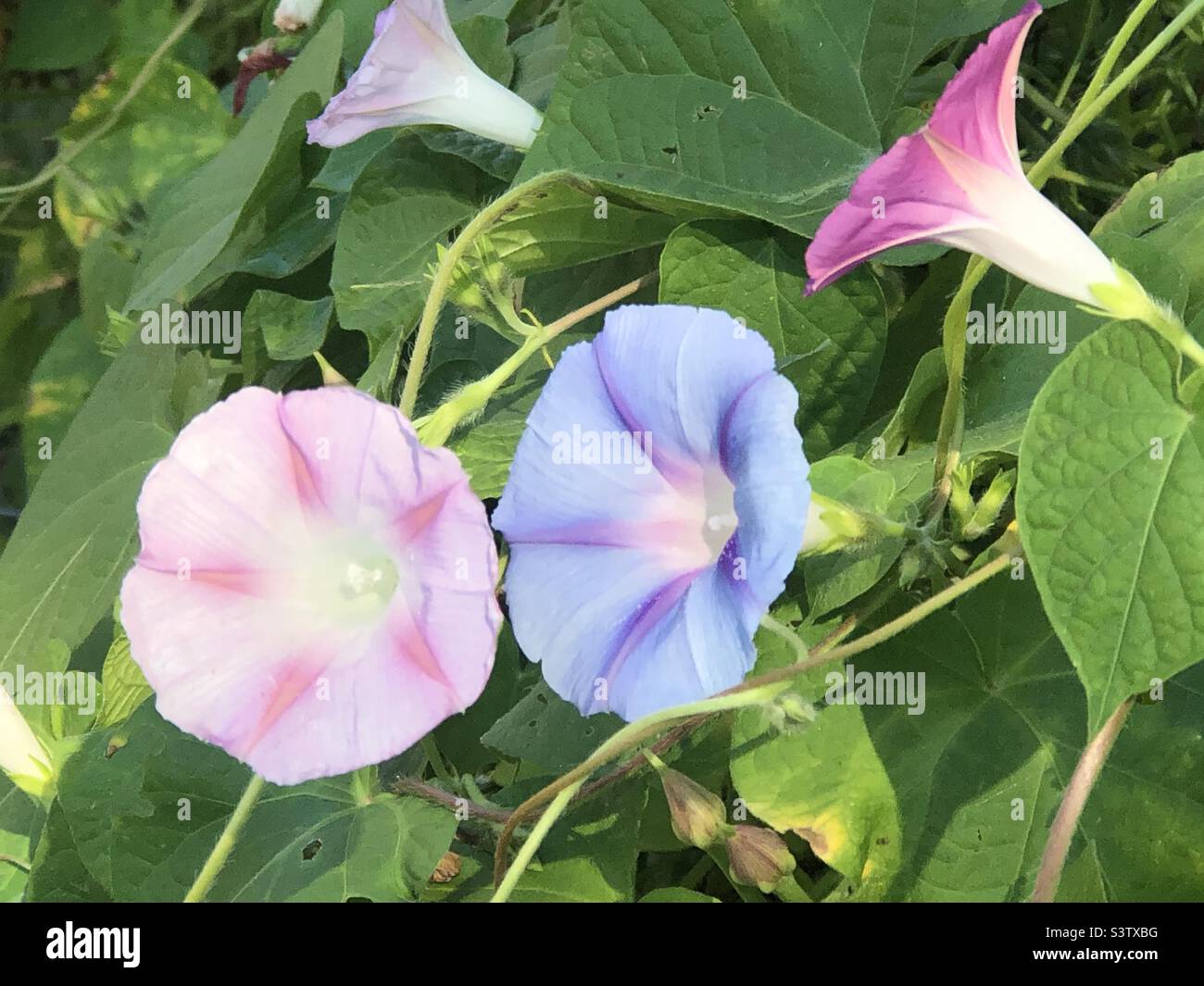 Morning glories opened in morning. - Smartphone Captured Stock Image