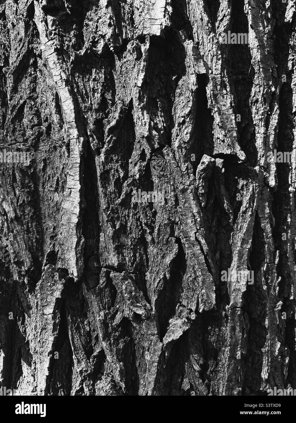 Tree bark, texture in black and white. Beautiful nature Stock Photo - Alamy