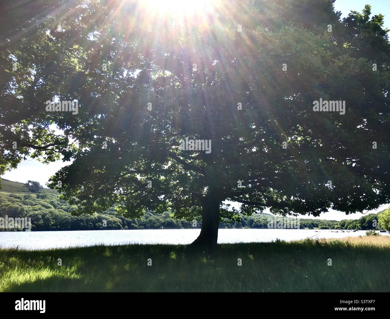Light, sunlight, tree, oak tree, green, lake, forest, meadow Stock Photo