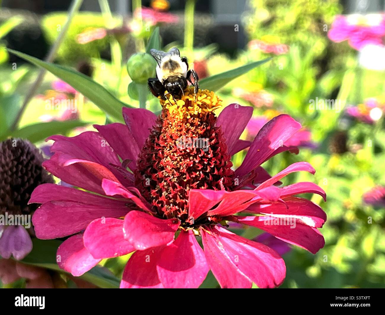 Zinnia flower with bumblebee on top. Photo taken in Columbus, Mississippi July 16, 2022. - Smartphone Captured Stock Image