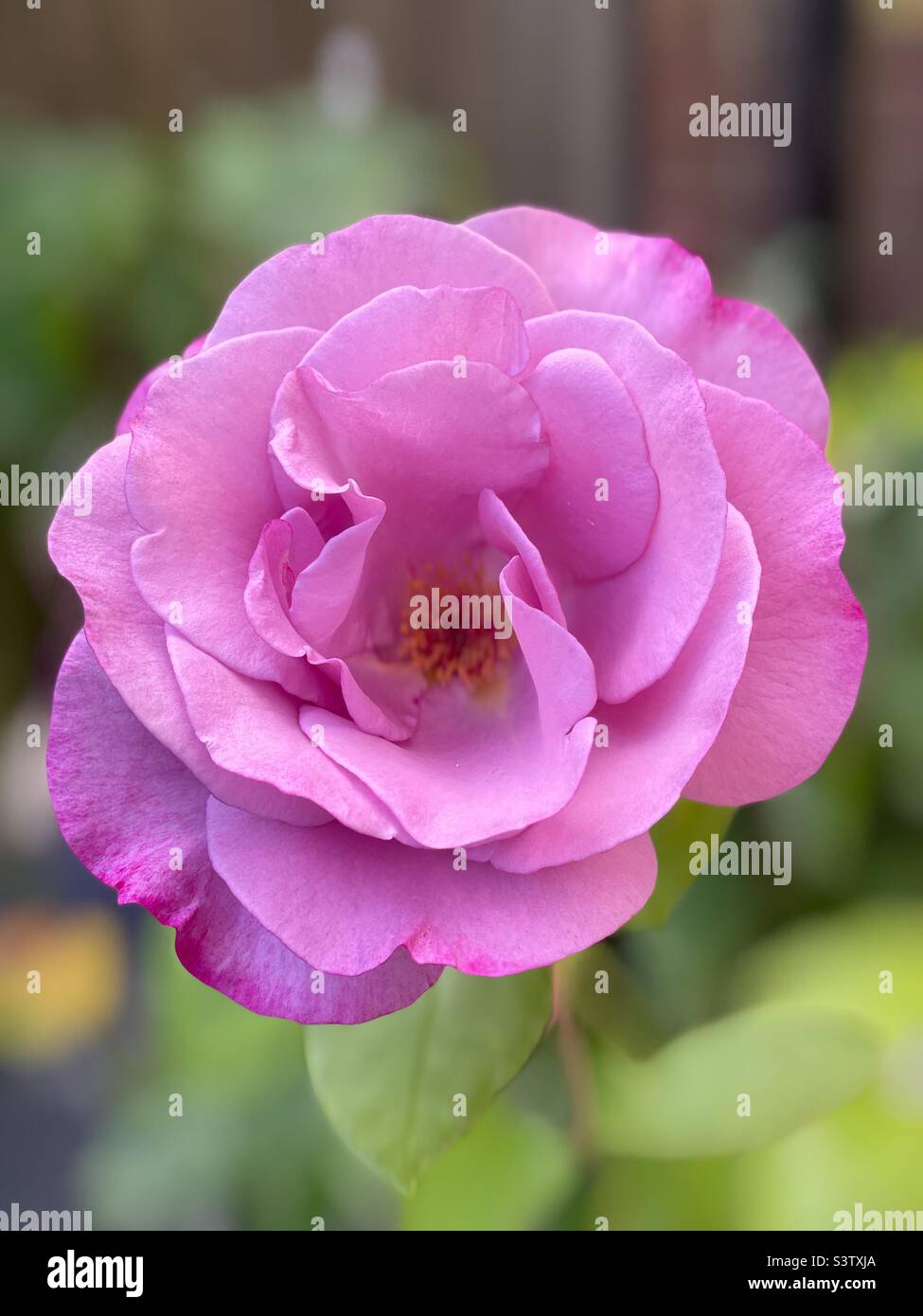 Pink rose in full bloom Stock Photo Alamy