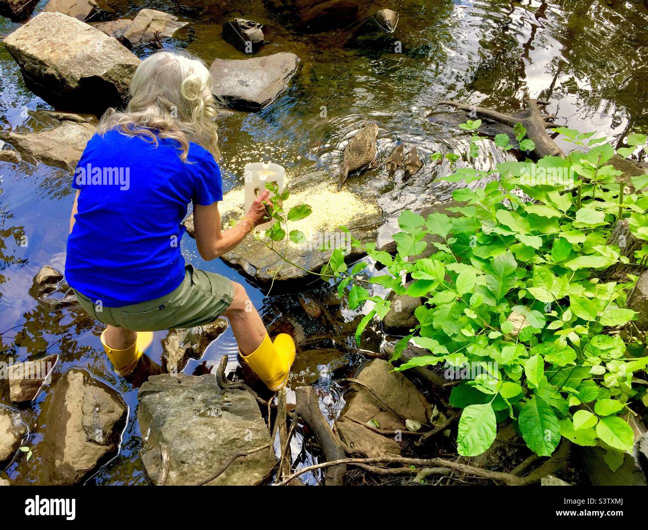 An elderly lady feeding grain to a duck with babies, Canada - Smartphone Captured Stock Image