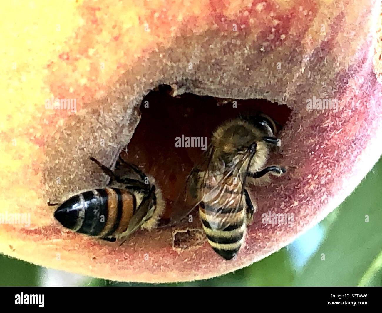Rotten peach with honey bees. - Smartphone Captured Stock Image