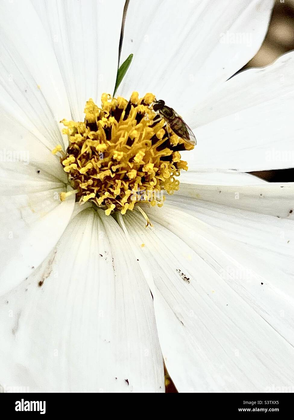 White flower with yellow center hi-res stock photography and images - Alamy