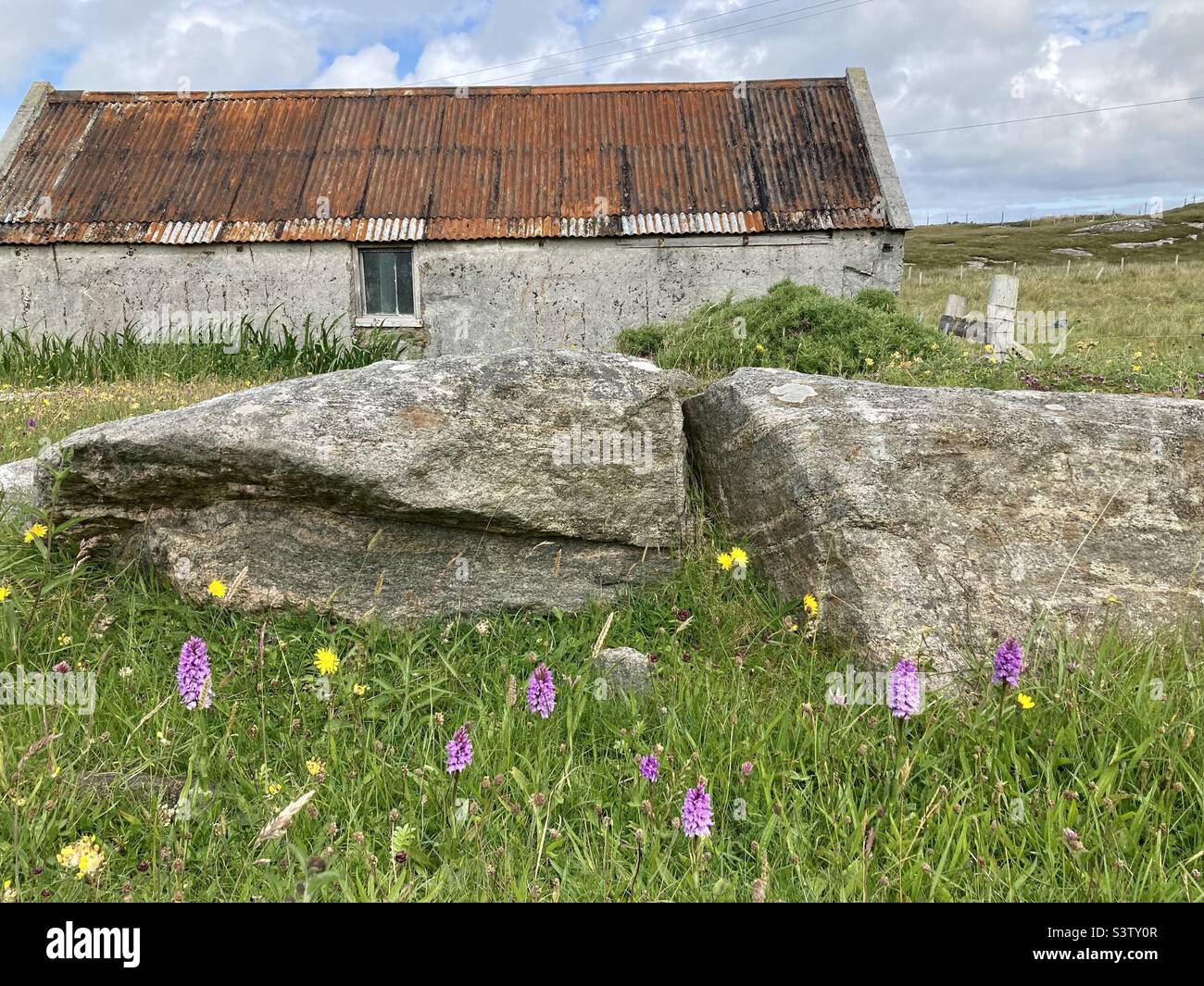 Wild orchids and flowers growing next to rocks and an old building with crinkled tin, rusty roof, on the Isle of Barra, Outer Hebrides, Scotland Stock Photo