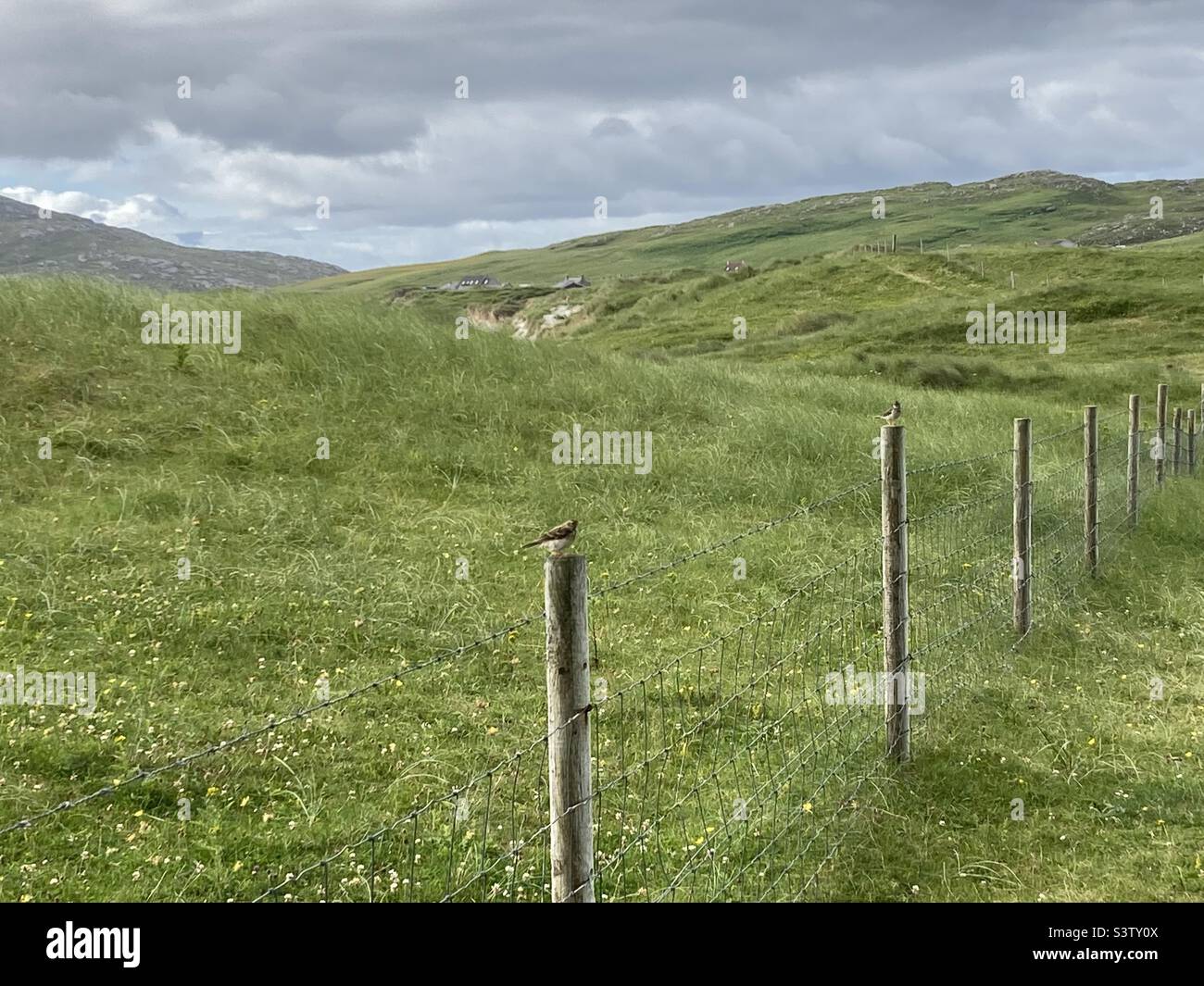 Two finches on fence posts, with wild grassland or Machair, Island of Vatersay, Outer Hebrides, - Smartphone Captured Stock Image
