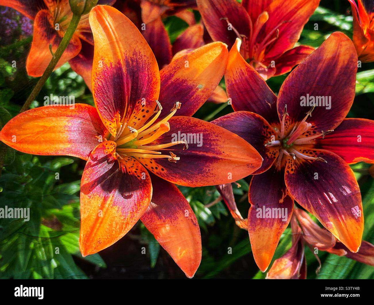 Asiatic lilies in the summer garden. - Smartphone Captured Stock Image