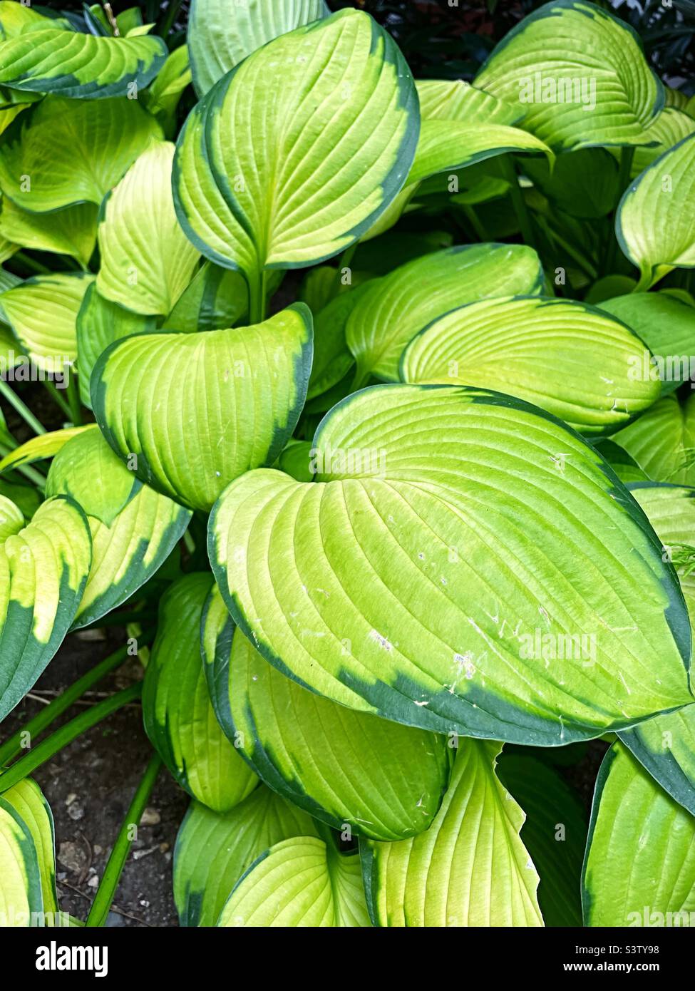 Close up of hosta leaves, 2022, USA Stock Photo