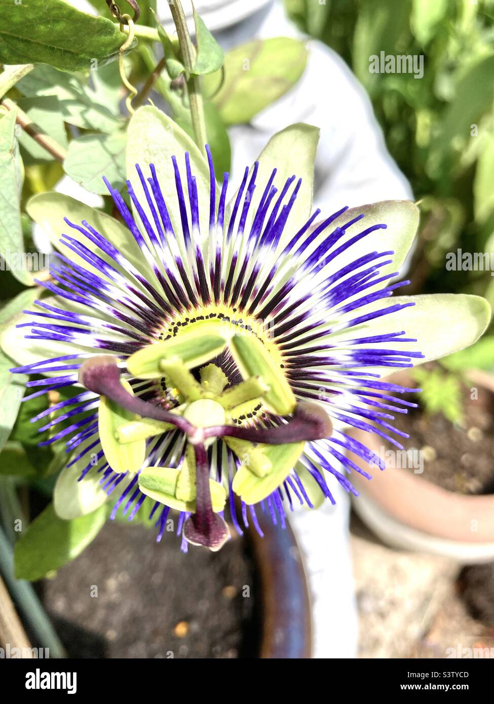 Passion flower in bloom Stock Photo
