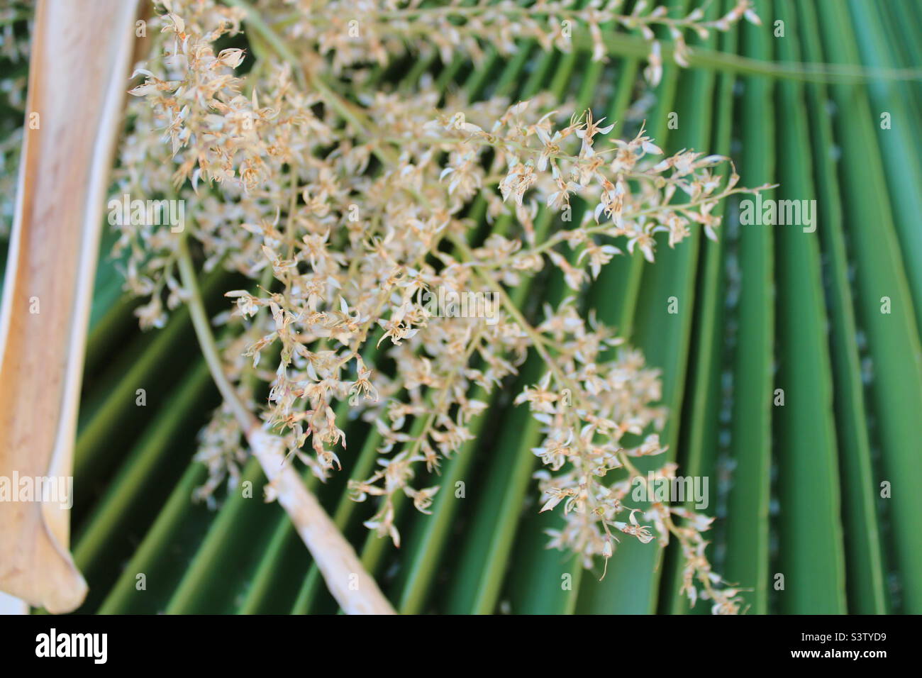 Catral,Spain.16-07-2022: yellow blossom on a green leaf of a date palm tree in my garden after pruning - Smartphone Captured Stock Image