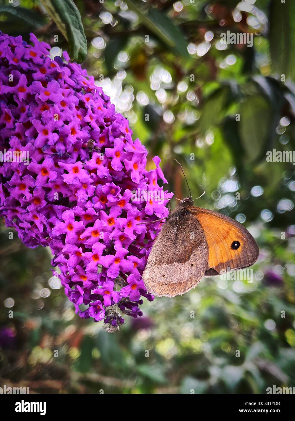‘Small Heath at Home’ a Small Heath Butterfly is attracted to the