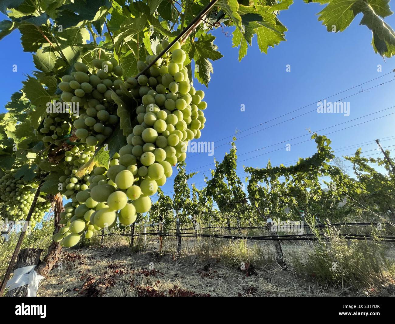 Grapes on the vine in dry creek,CA - Smartphone Captured Stock Image