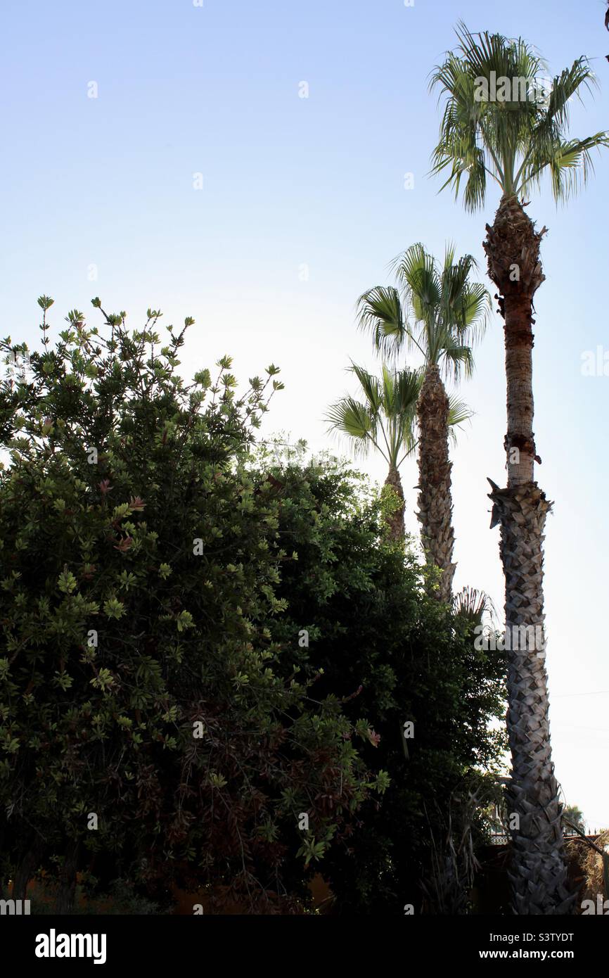 Catral,Spain.16-07-2022: three of my date palm trees after pruning with in the foreground a weeping bottlebrush tree. - Smartphone Captured Stock Image