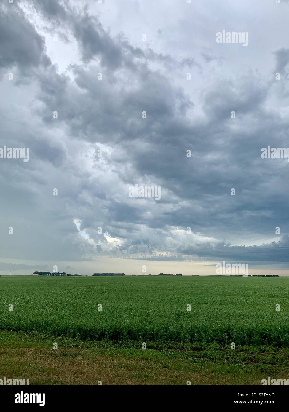 Storm clouds over a pea field in Saskatchewan, Canada - Smartphone Captured Stock Image
