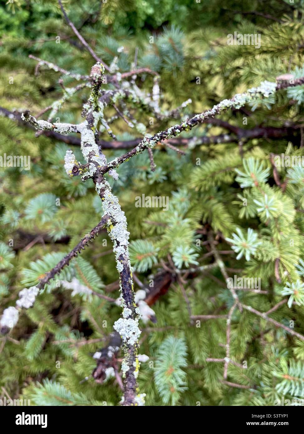 Mold on tree Stock Photo Alamy