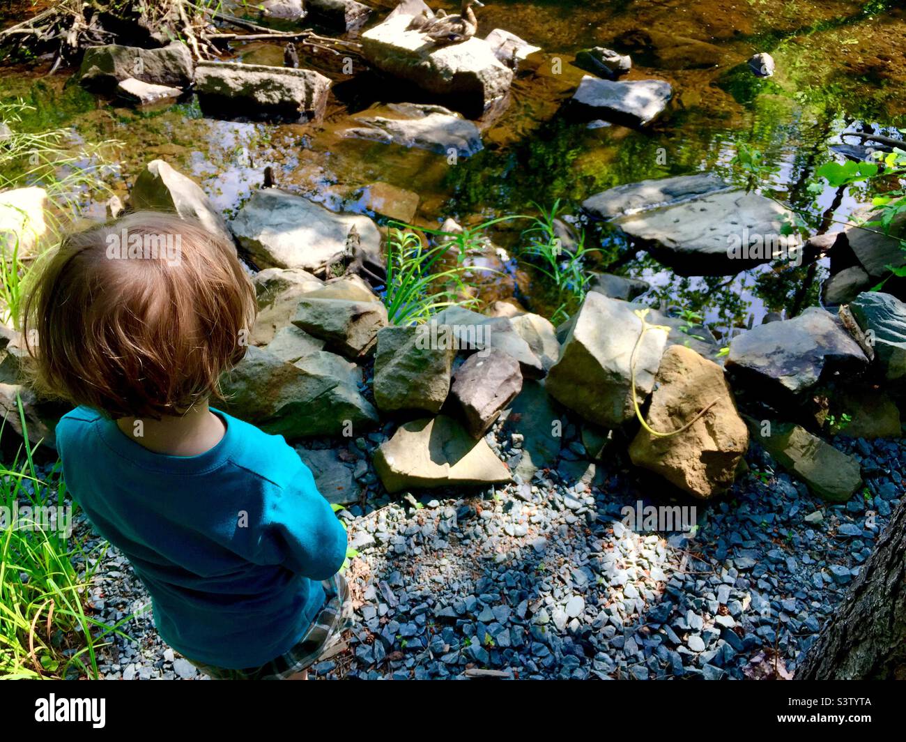 Toddler looking at ducks sunning on the rocks, Halifax, Canada. Outdoors. Nature setting. Rocks, water. - Smartphone Captured Stock Image