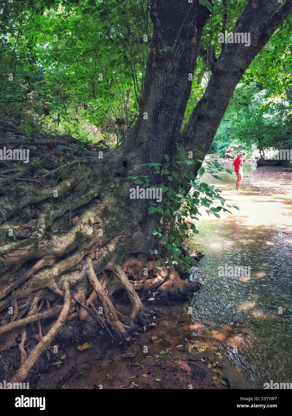 Tree and roots on creek bank, girl in red playing in creek Stock Photo