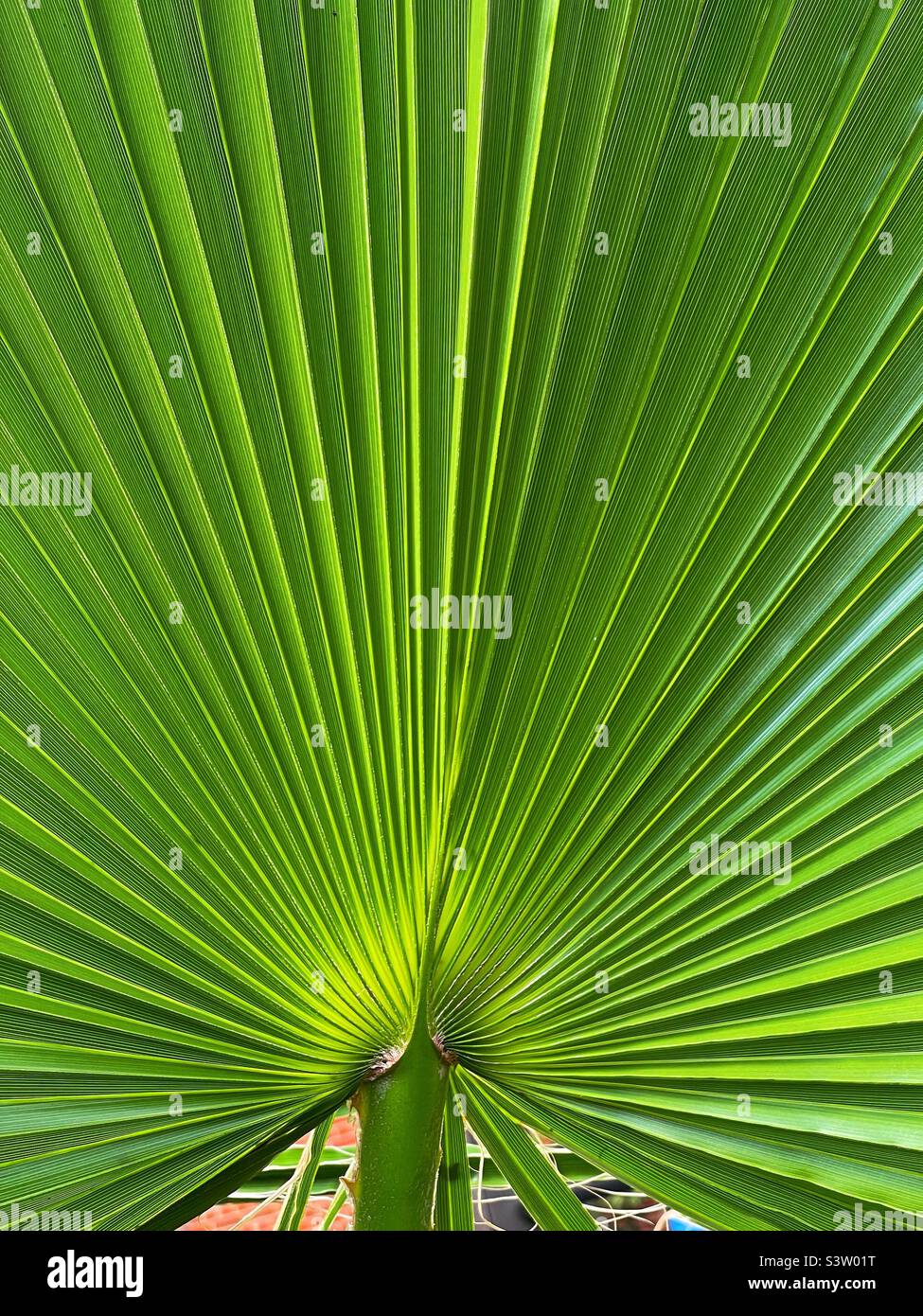 Backlit fan shaped leaves of a tropical plant Stock Photo