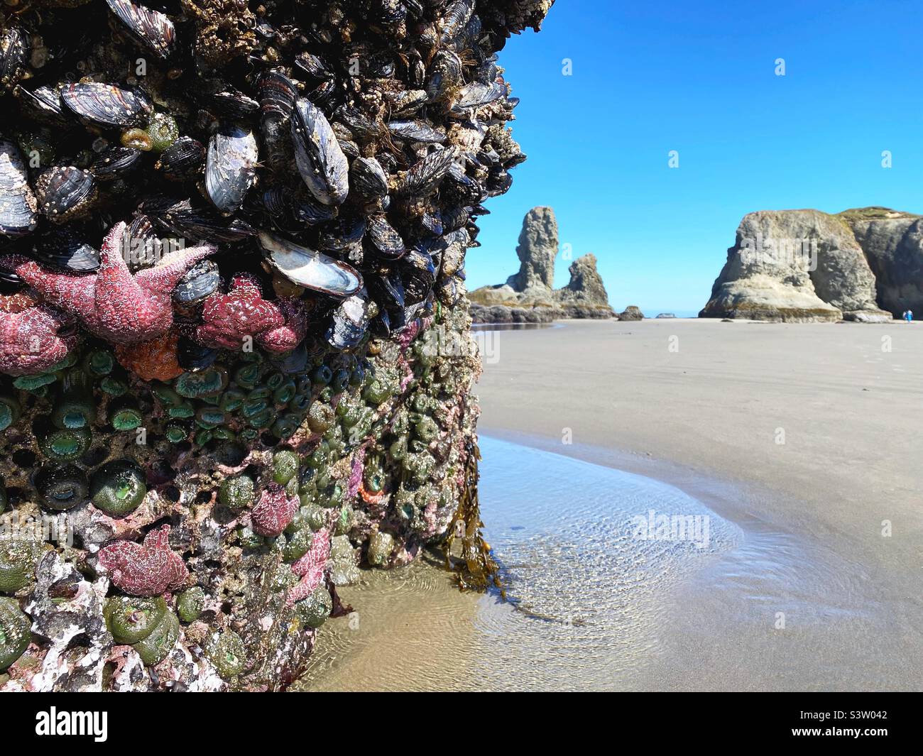 Starfish, mussels, and anemone cling to a sea stack rock during low tide at Face Rock Beach in Bandon, Oregon, USA. Stock Photo