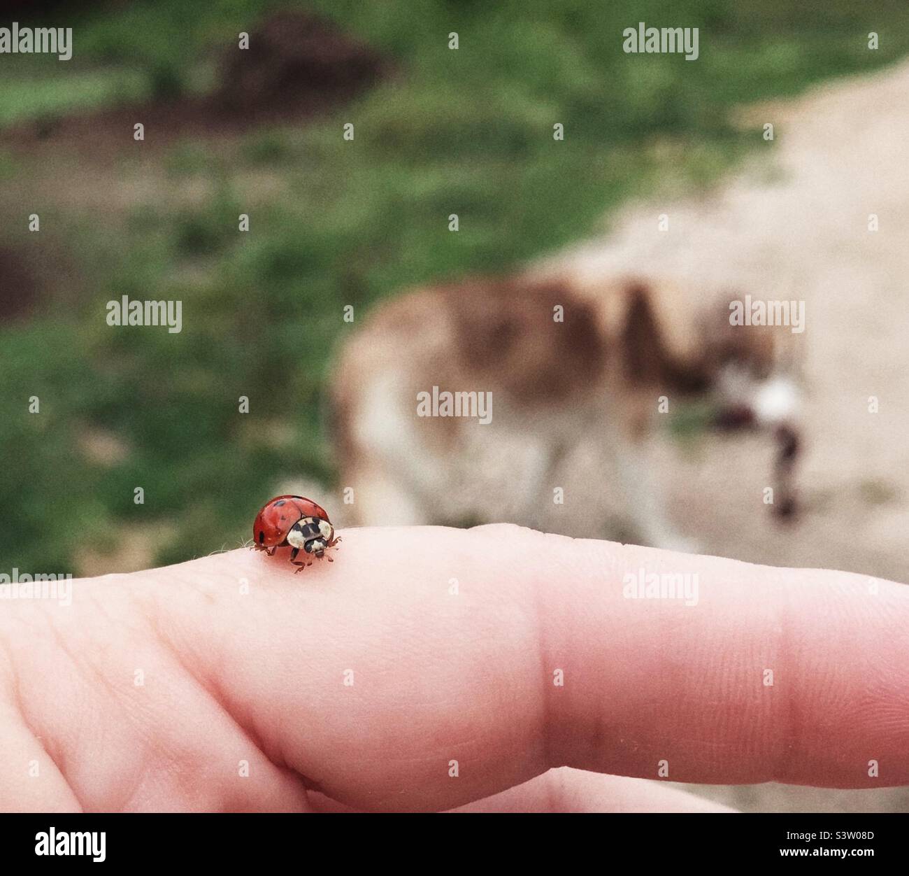 Ladybug on my finger Stock Photo