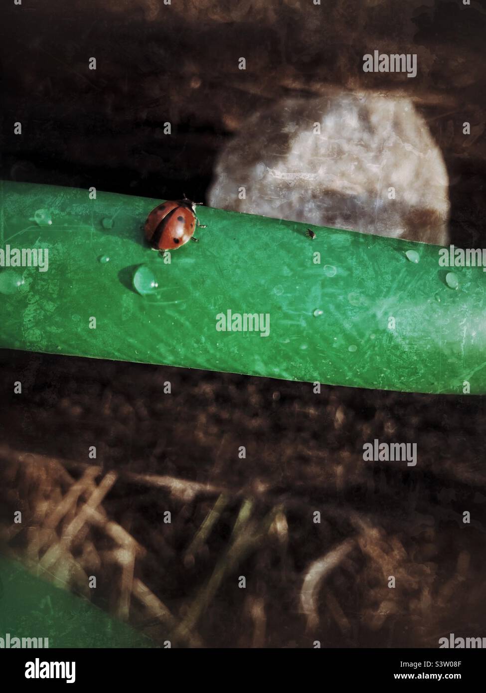 Red ladybug, green garden hose, water drop Stock Photo