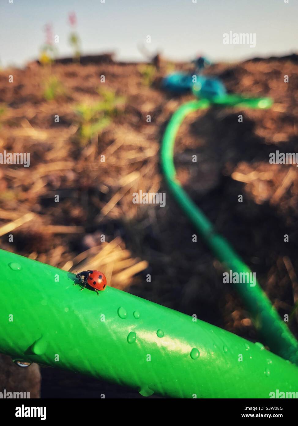 Red ladybug on a green hose Stock Photo