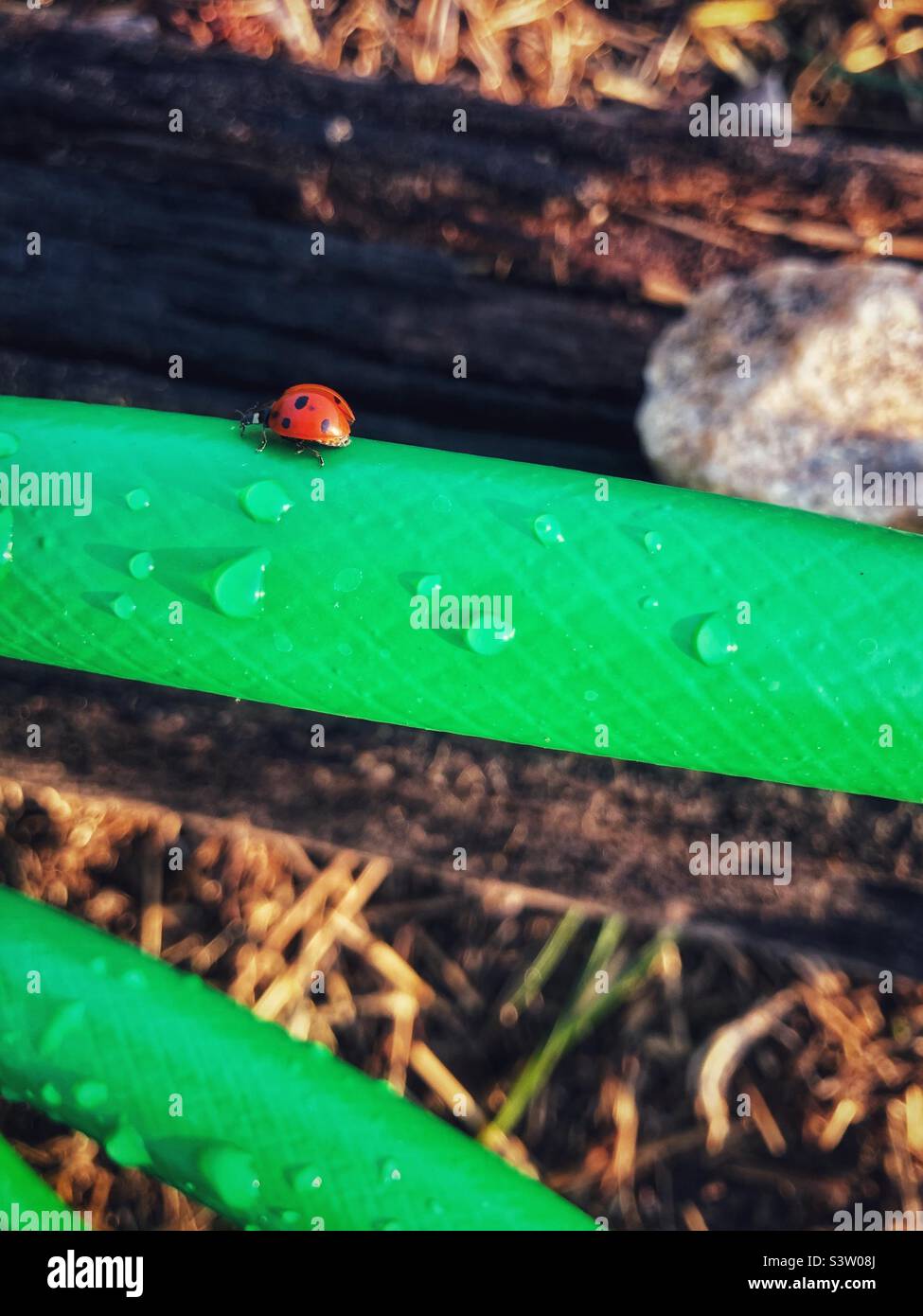 Ladybug on the garden hose Stock Photo