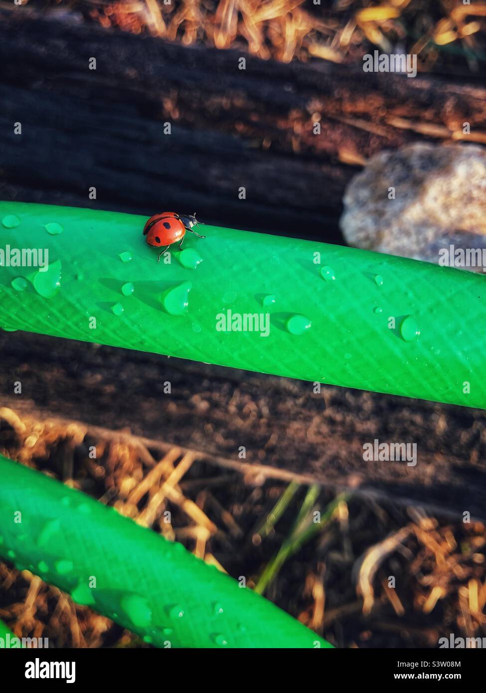 Bright photo of red ladybug on a green garden hose - Smartphone Captured Stock Image