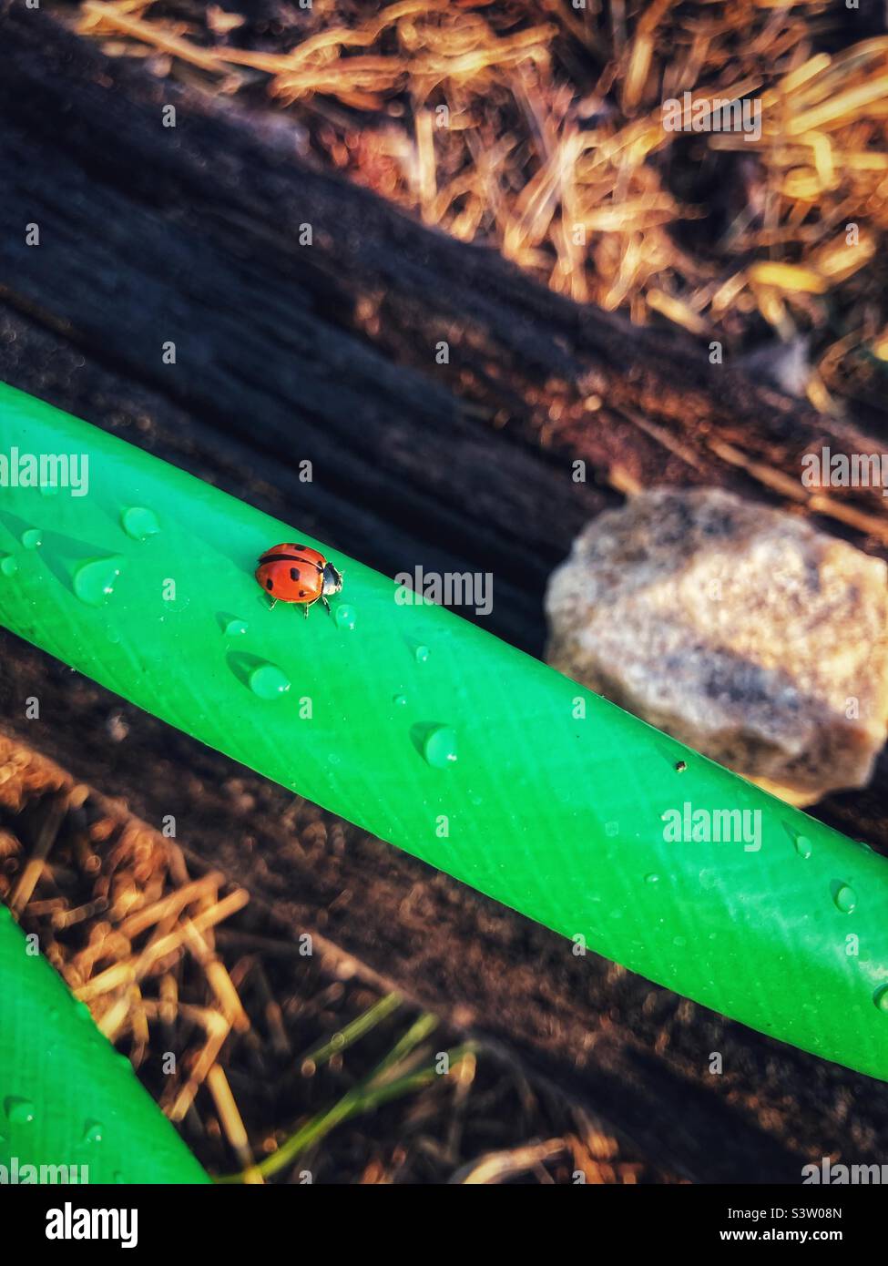 Water drops and a ladybug on green garden hose Stock Photo