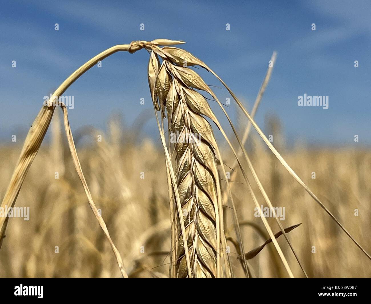 Close up of cereal crop Stock Photo Alamy