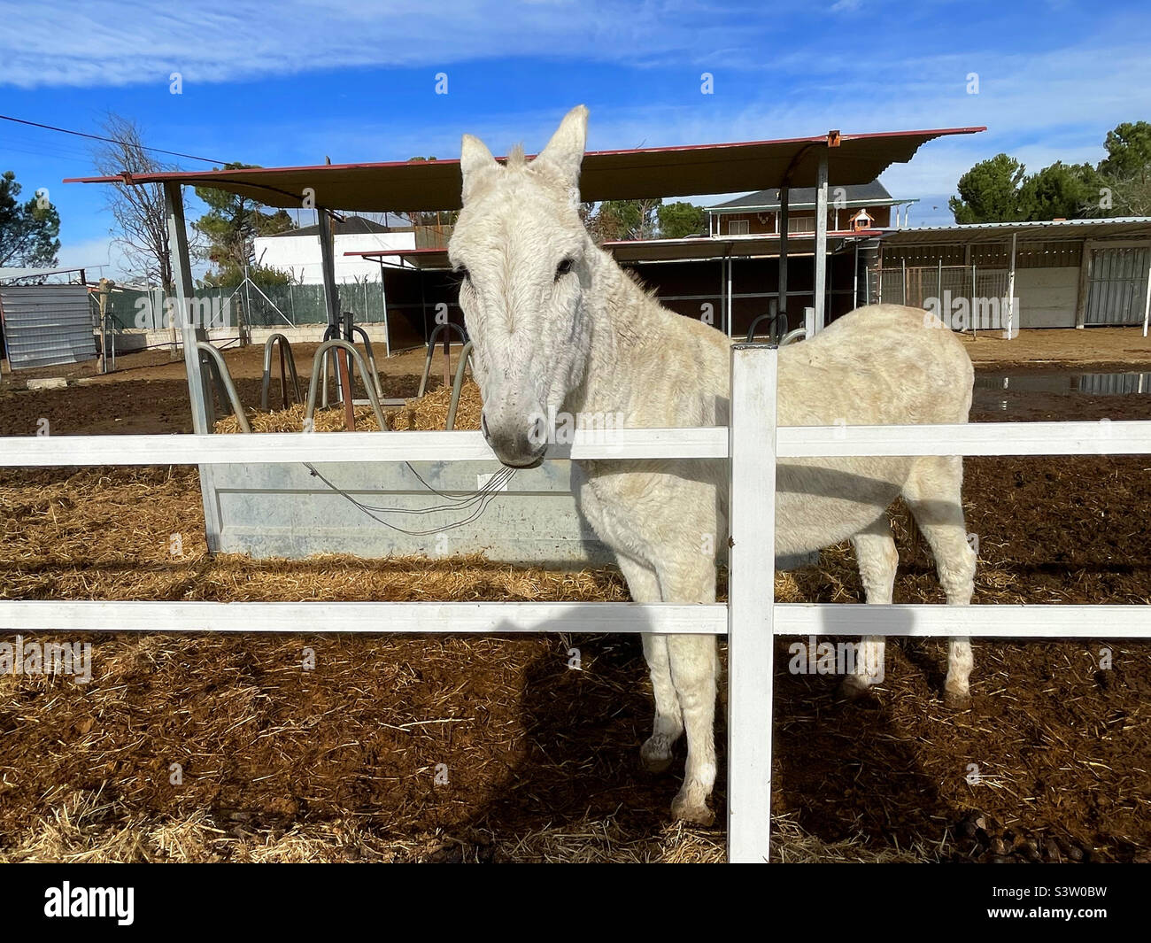 Donkey farm hi-res stock photography and images - Alamy