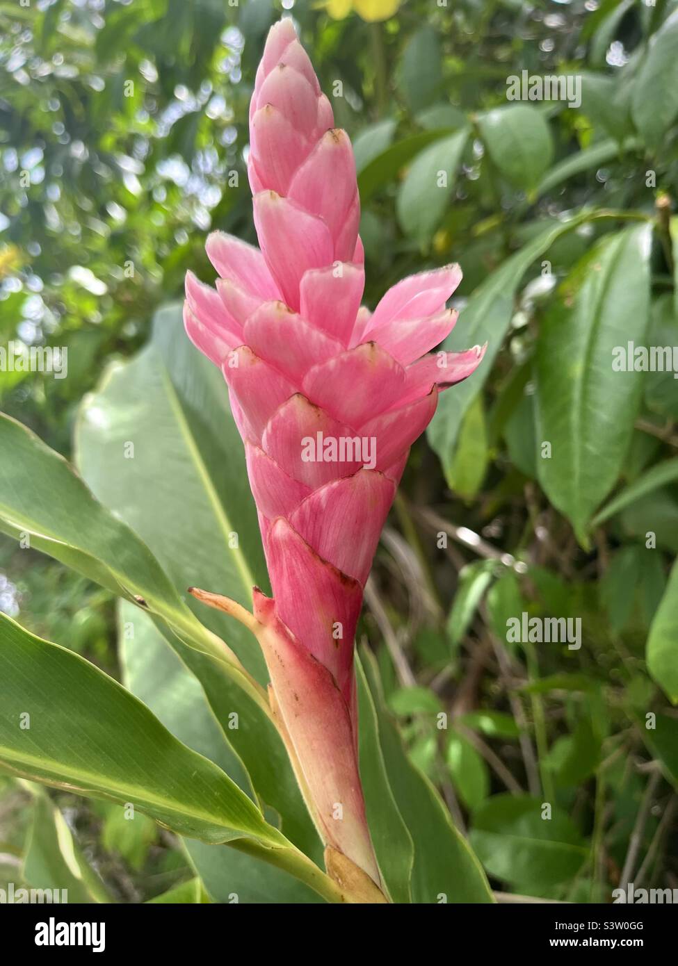 Pink tropical flower hi-res stock photography and images - Alamy