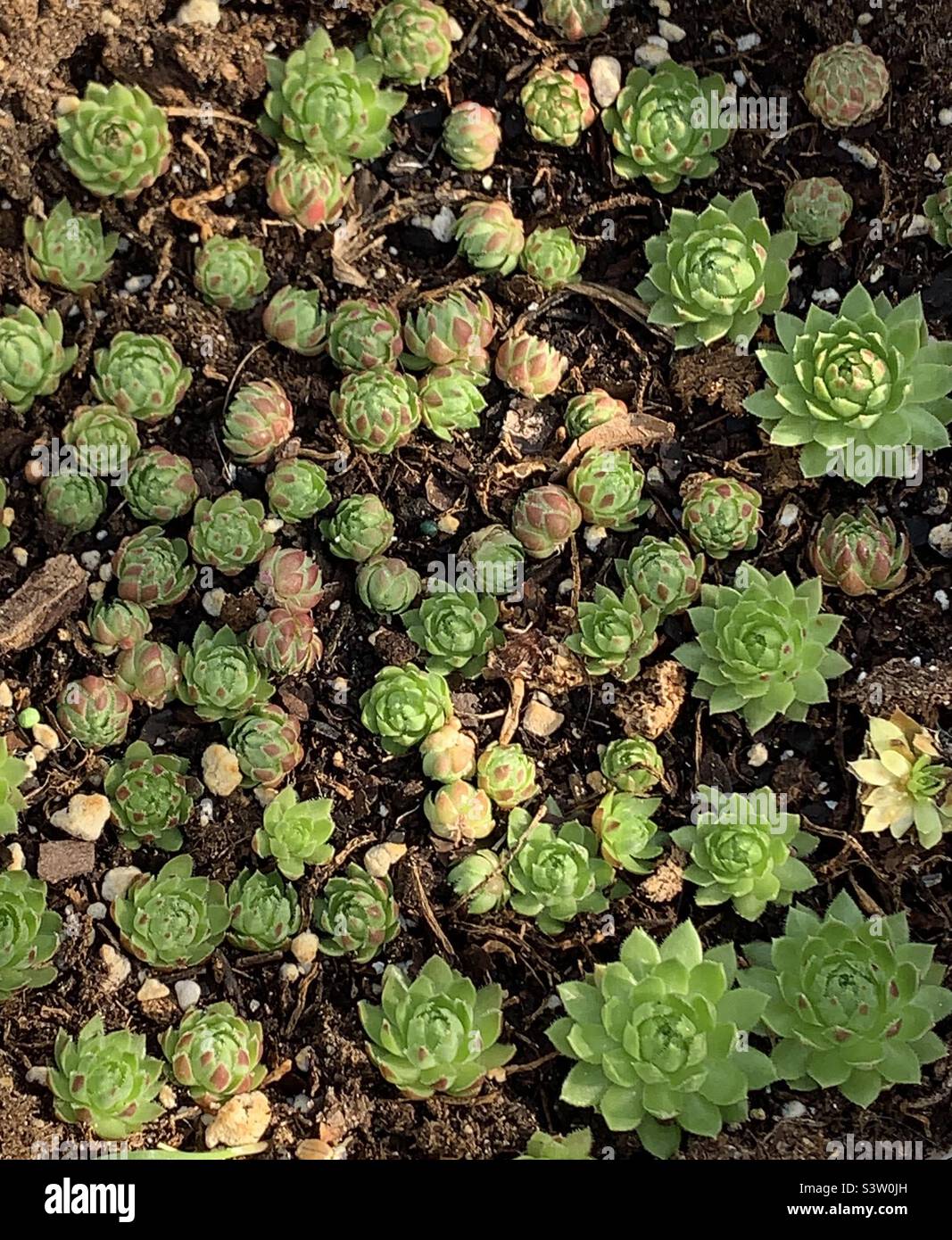 Hens and chicks succulents - Smartphone Captured Stock Image
