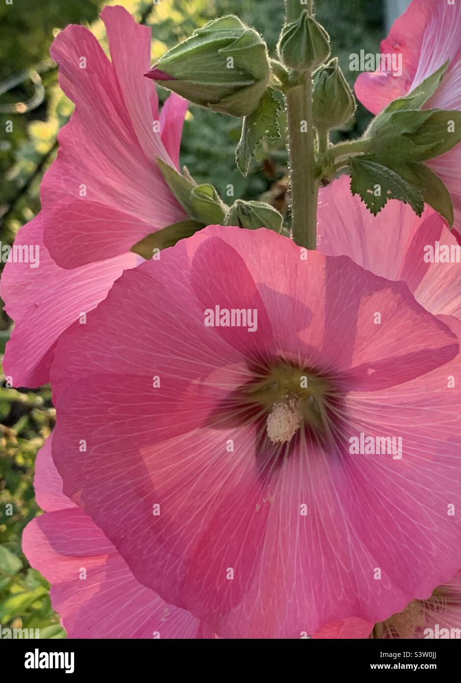 pink hollyhock flowers backlit by sunlight - Smartphone Captured Stock Image