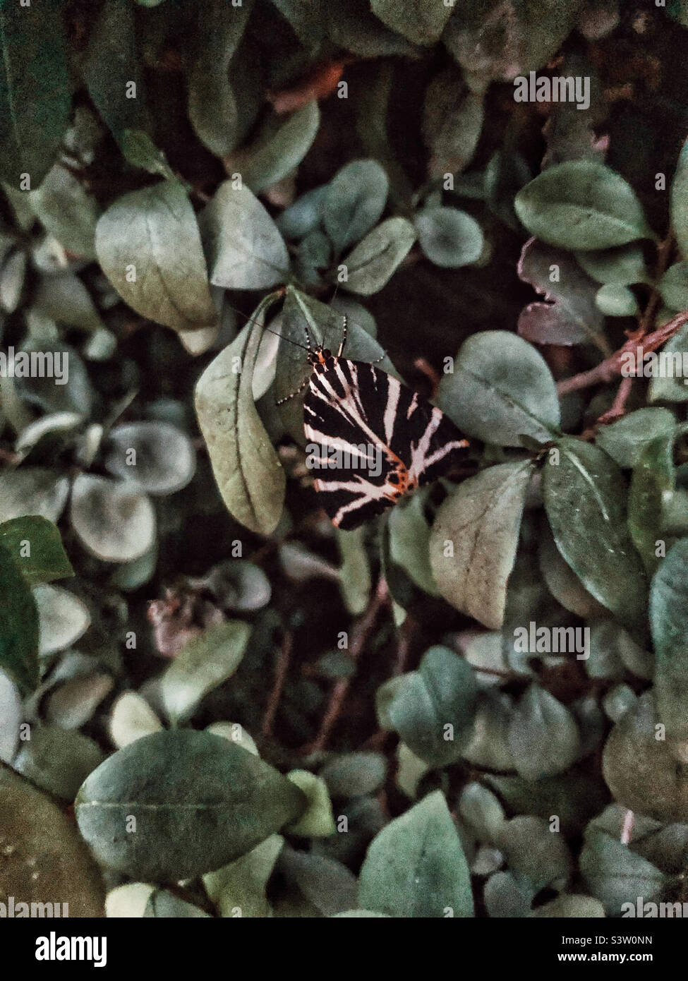 Black and white striped butterfly on green leaves  Cuba butterfly striped red - Smartphone Captured Stock Image